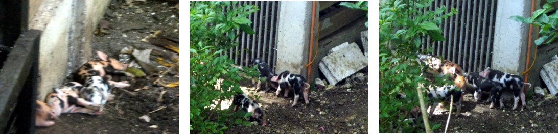 Images of 5 day old tropical backyard piglets exploring
        outside ytheir pen