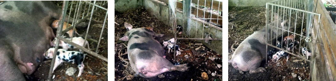Images of tropical backyard sow safely
        suckling her litterher