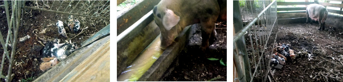 Images of tropical backyard piglets with mother