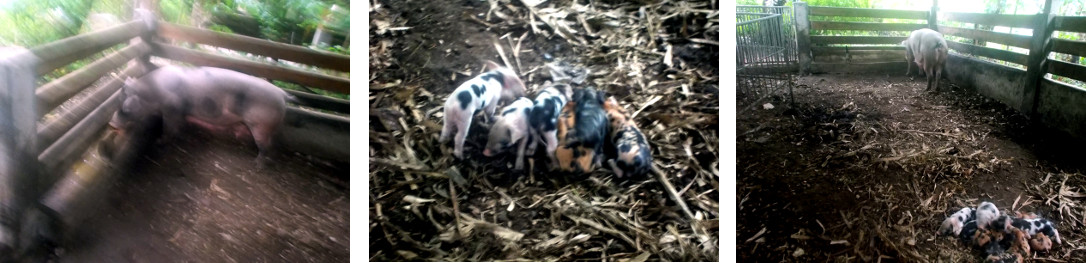 Imags of six day old tropical backyard
        piglets in pen with mother