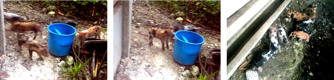 Imagws of six day old tropical backyard piglets
        exploring the garden