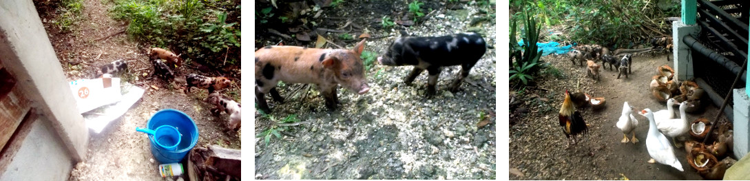 Images of one week old tropical backyard piglets
        exploring the garden