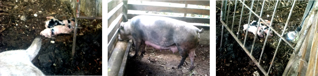 Images of one week old tropical backyard piglets
        sleeping while mother feeds herself