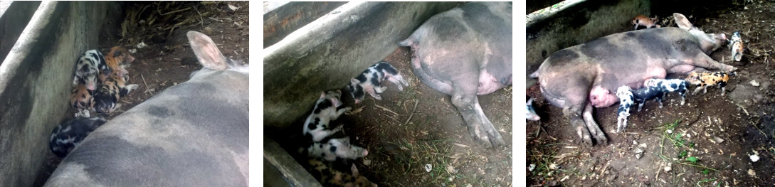 Imagws of one week old tropical backyard piglets waking
        up to suckle