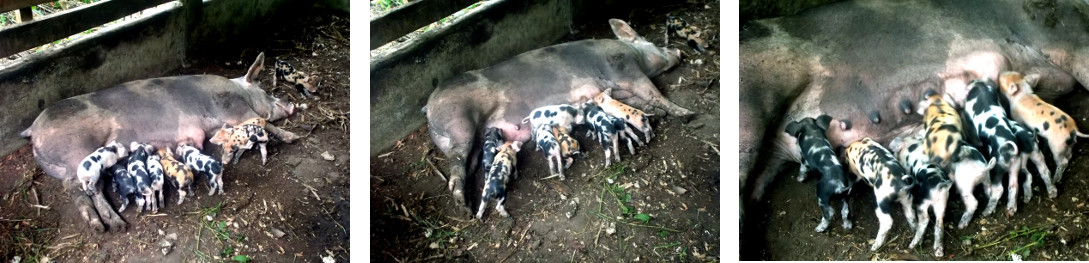 Imagws of one week old tropical backyard piglets
        suckling