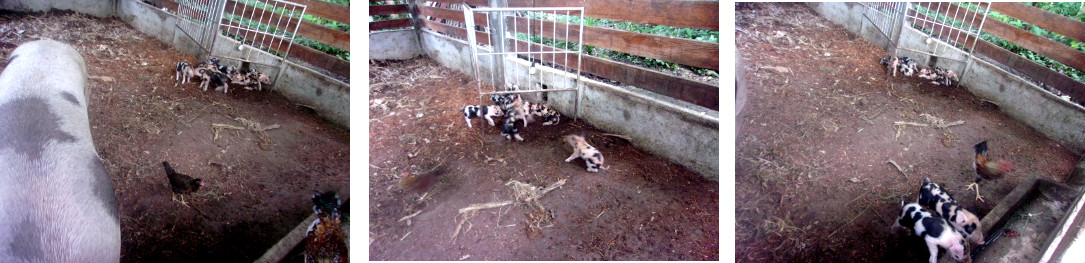 Images of tropical backyard sow with week old
            piglets