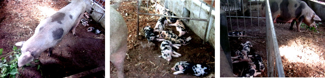 Images of tropical backyard sow with piglets