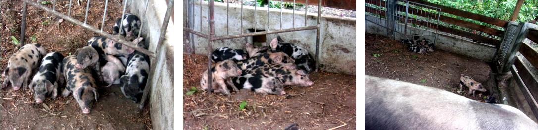 Images of two week old tropical backyard piglets