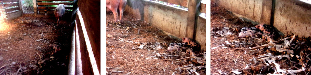 Images of tropical backyard sow with piglets