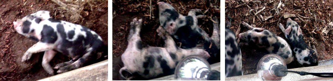 Images of sleepy tropical backyard piglets