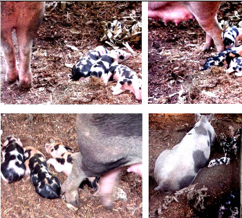 Visual link to "No,Three;s third farrowing"
          webpage