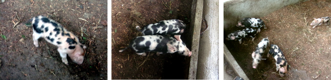 Images of tropical backyard piglets