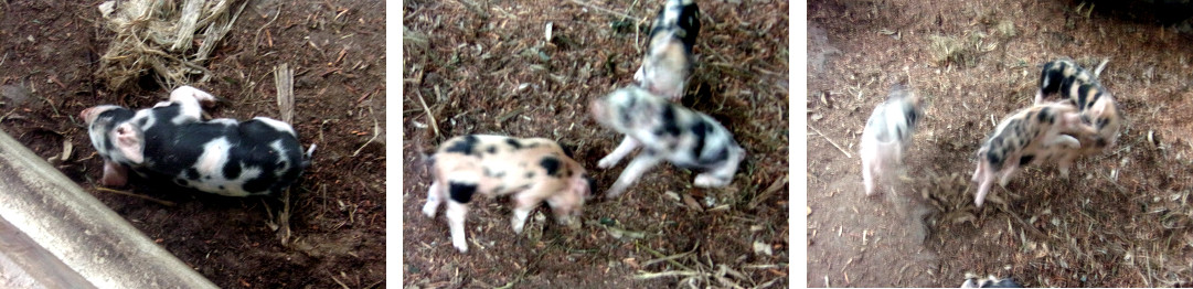 Images of tropical backyard piglets