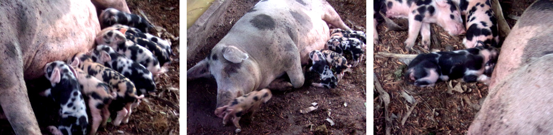 Image of tropical backyard sow resting and being cooled
        with a little water