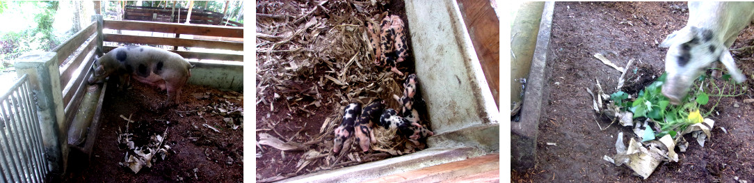 Images of newly farrowed tropical backyard sow eating