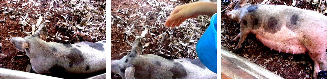 Images of tropical backyard sow suckling piglets