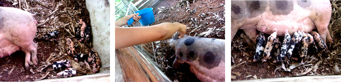 Images of tropical backyard piglets