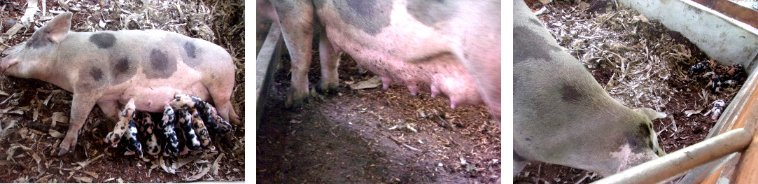 Images of tropical backyard sow with piglets