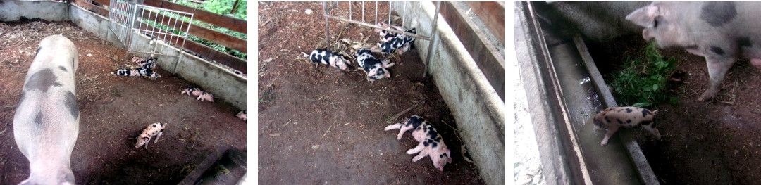 Images of tropical backyard sow with piglets