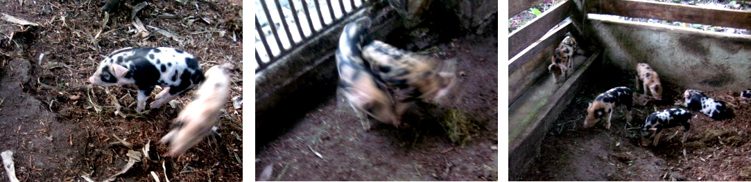 Images of 9 day old tropical piglets playing