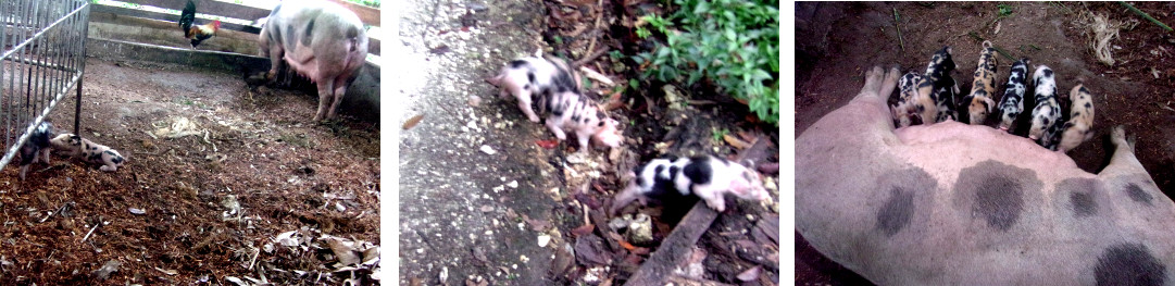 Images of tropical backyard sow with piglets