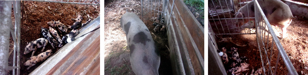 Images of tropical backyard piglets with mother