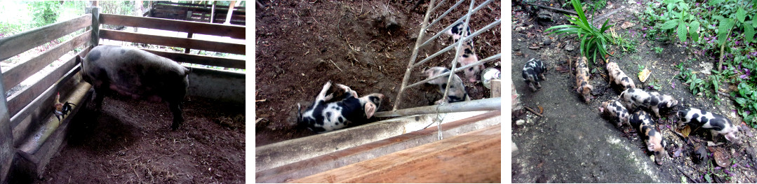 Images of 13 day old tropical backyard piglets