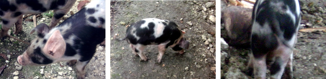 Images of tropical backyard piglet "Panda"