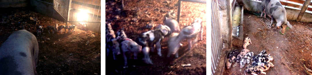 Images of tropical backyard piglets
        born 5 days ago