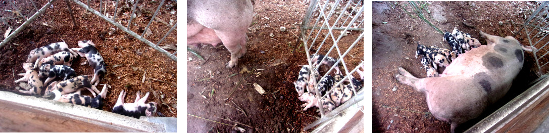 Images of tropical backyard sow with piglets