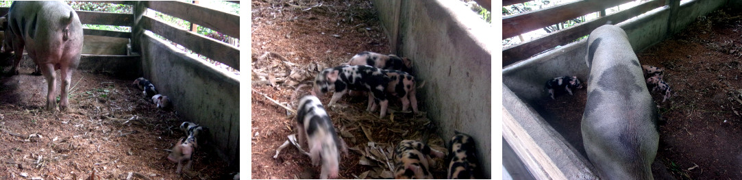 Images of tropical backyard sow with piglets