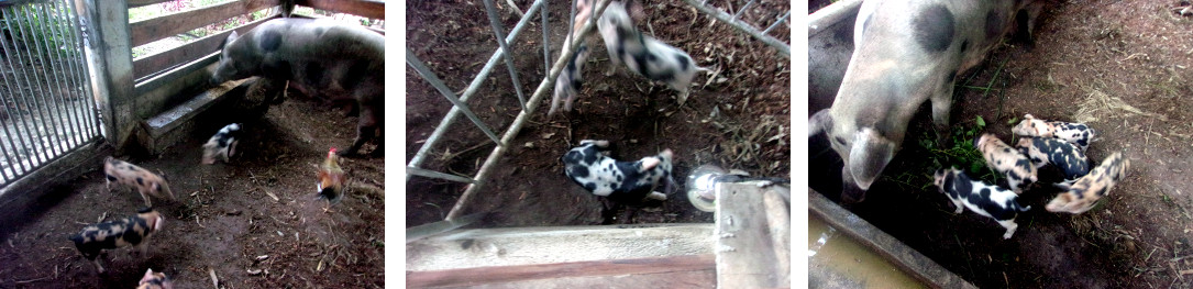 Images of tropical backyard sow with 12 day
                old piglets