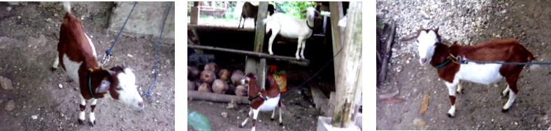 Images of tropical backyard goats