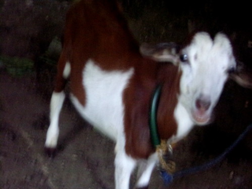 Image of Goat