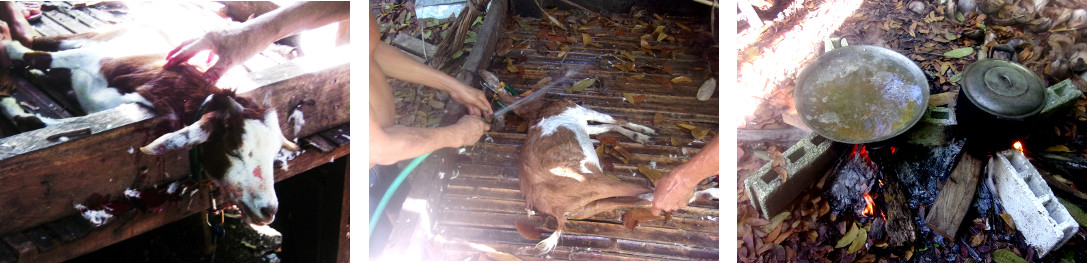 Images of tropical backyard goat being butchered