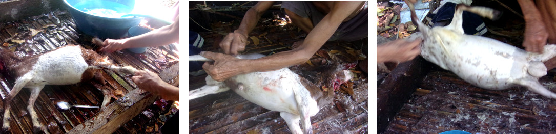 Images of tropical backyard goat being butchered