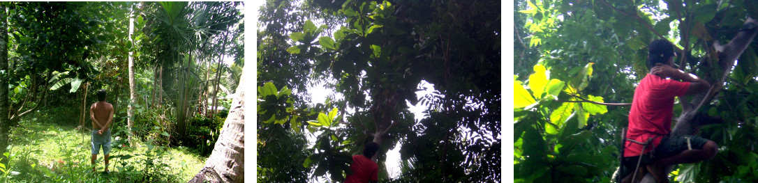 Images of men chopping down a large
        unbrella tree by hand in a tropical backyard