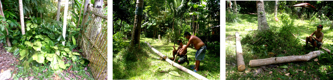 Images of men chopping down a large
        umbrella tree by hand in a tropical backyard -Cleaning up
        afterwards