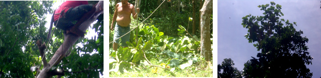 Images of men chopping down a large umbrella tree by
        hand in a tropical backyard -the tree top is trimmed