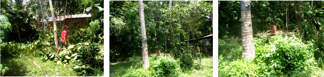 Images of men chopping down a large
        umbrella tree by hand in a tropical backyard -Lower end of rope
        is tied to another tress in the directeion of intended fall