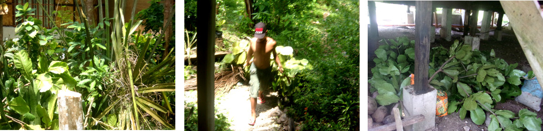 Images of men chopping down a large
        umbrella tree by hand in a tropical backyard -Cleaning up
        afterwards