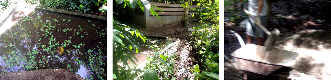 Images of construction of a wetlands to clean domestic
        water in tropical backyard