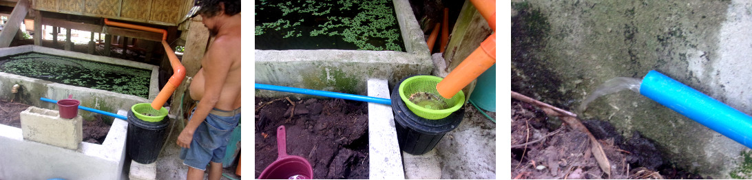 Images of construction of a wetlands to clean domestic
        water in tropical backyard