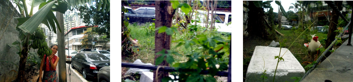 Images of nature in Quezon City