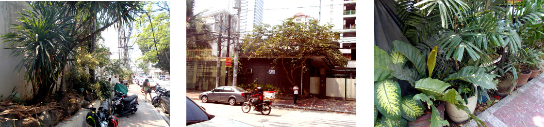 Images of green in Laging Handa, Quezon City