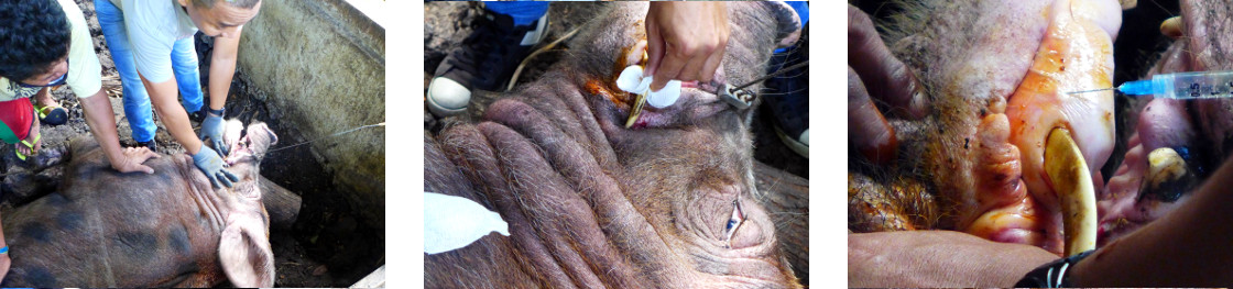 Images of vet cleaning and anethetizing a tropical
        backyard boar before trimming its tusks