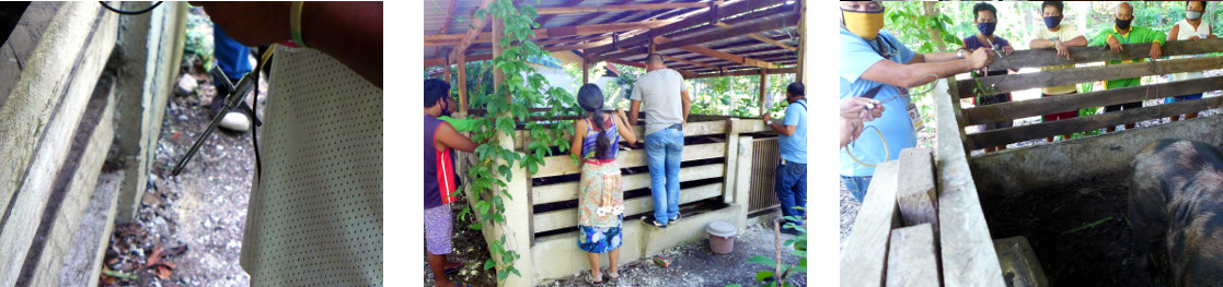 Images of people getting ready to
        catch a large tropical backyard boar