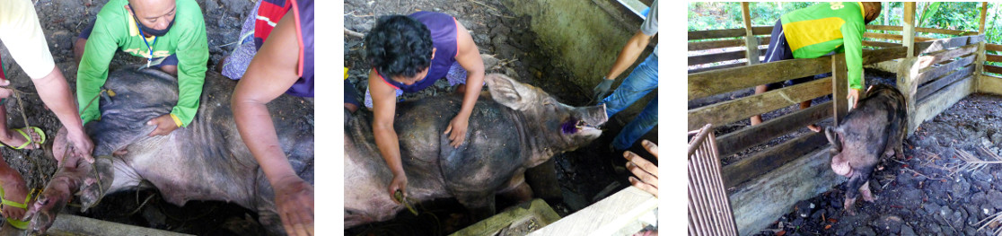 Images of tropical backyard boar being released after
        trimming its tusks