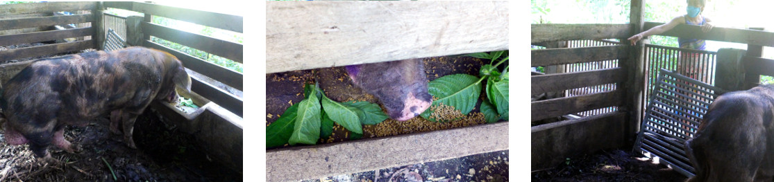 Images of tropical backyard boar getting a treat after
        having tusks trimmed