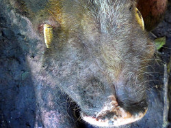 Image of tropical backyard boar\s
        tusks